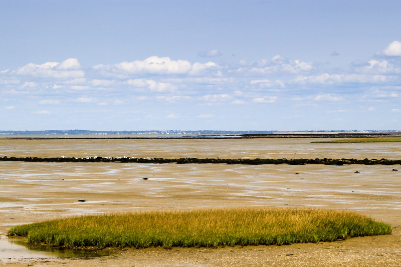 salt flat, beach, 4K, outdoors, water, sky, horizon, environment, scenics - nature, no people, tranquility, nature, plant, landscape, noirmoutier, beauty in nature