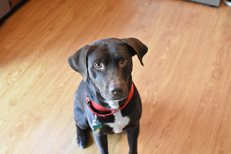 brown dog, animal themes, dog, doggo, looking at camera, duke, one animal, animal, collar, wood, domestic animals, canine, vertebrate, labrador mix, labrador