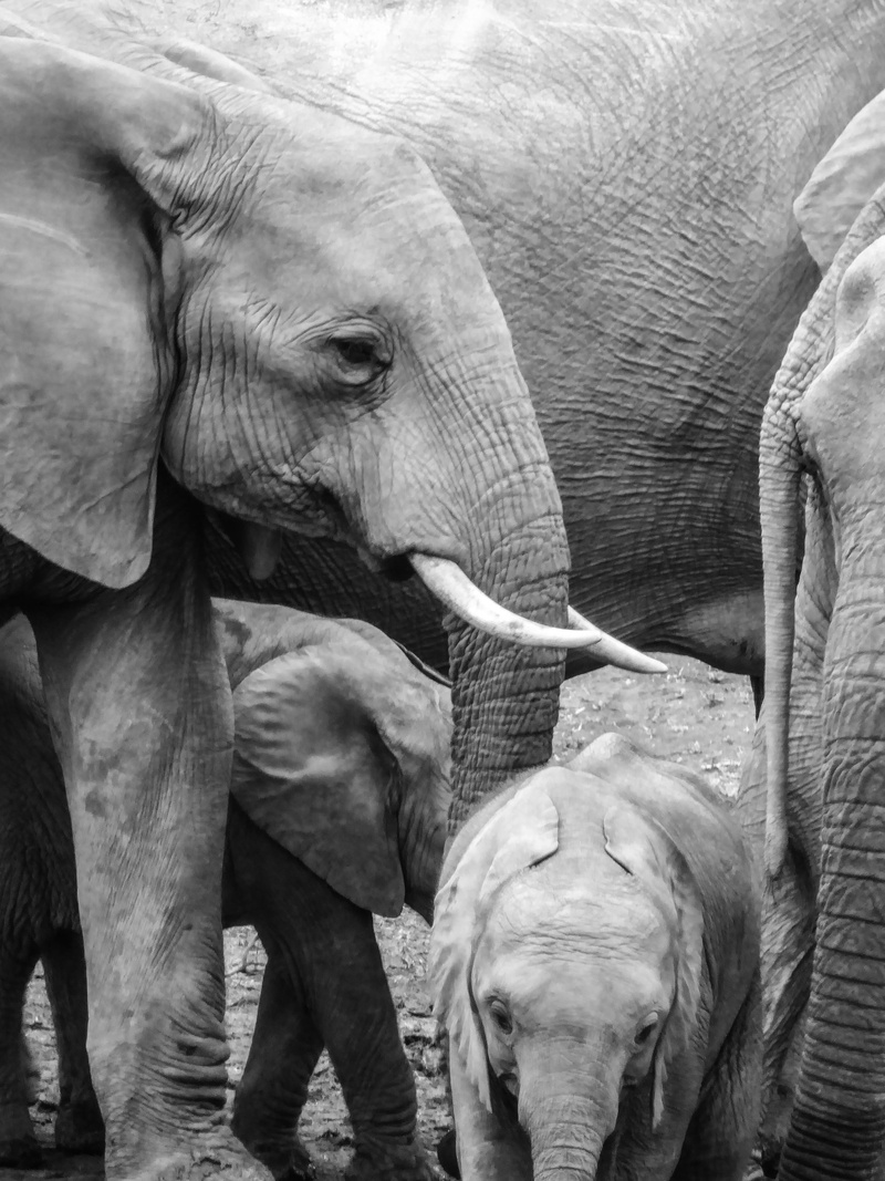 young animal, national park, elephant boy, young, mammal, south africa, domestic animals, nature, animal head, big five, outdoors, safari, animal, animal wildlife