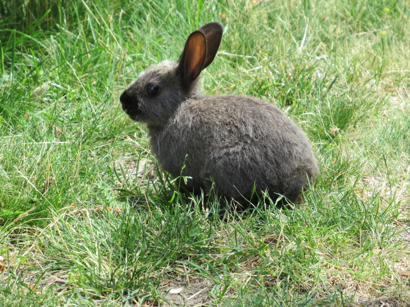 plant, gray, grass, domestic animals, animal themes, green color, young, nature, one animal, field, animals in the wild, pets, land, animal, grey, jericho beach