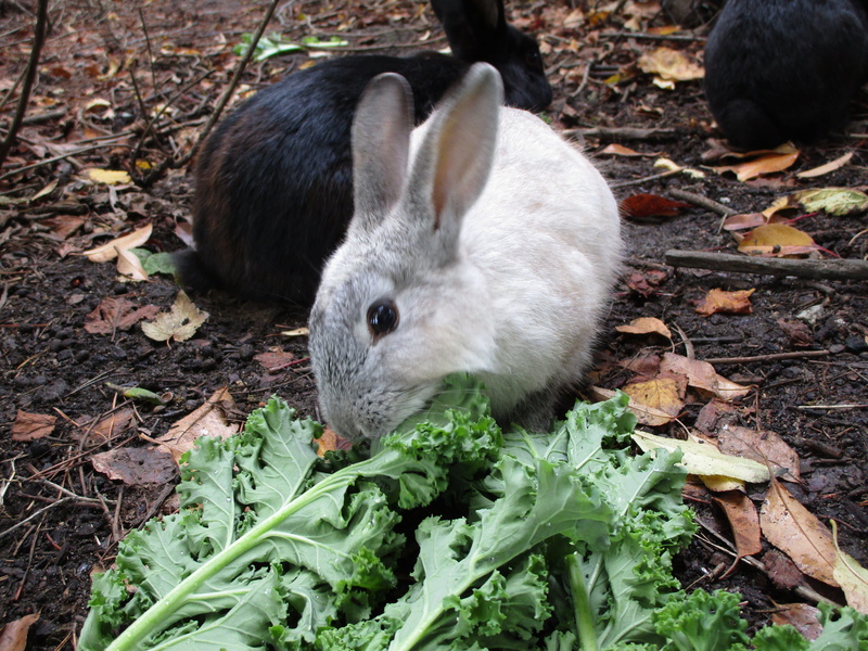leaves, animal head, close-up, animal wildlife, vertebrate, grey, nature, field, leaf, rabbit, one animal, mammal, kale, black, no people, domestic, fluffy