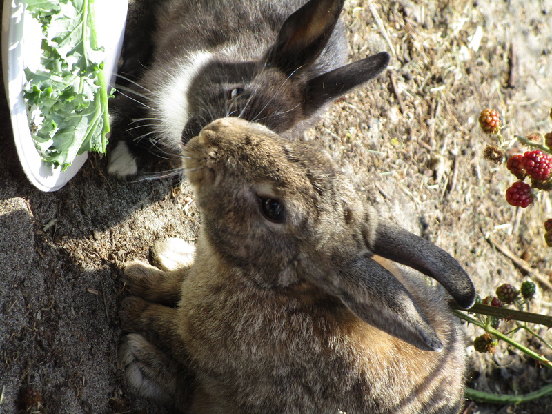 animal themes, field, nature, domestic animals, bunny, domestic, vancouver, herbivorous, point grey, animal wildlife, plant, rabbit, vertebrate, animal