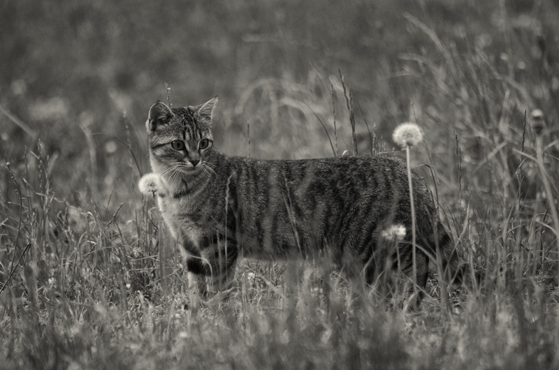 pet, selective focus, land, size, domestic animals, domestic cat, pets, vertebrate, animalier, 4K, noir et blanc, mammal, furred, photo, whisker, looking