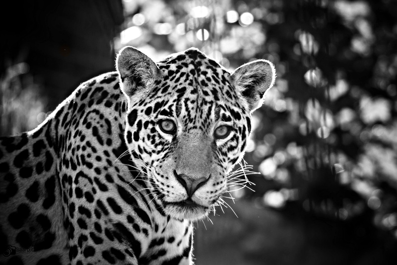 Tier, carnivore, Bokeh, photo, focus, wildlife, mammal, undomesticated Cat, fur, spotted, schwarz  weiss, animals In The Wild, Outdoor, grayscale, animal