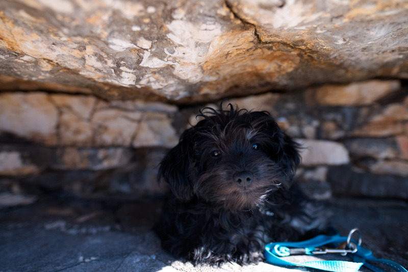 dog, klein, domestic animals, stein, welpe, pup, water, no people, shadow, sonne, black, focus on foreground, small, puppy, tier, canine, schwarz, relaxation