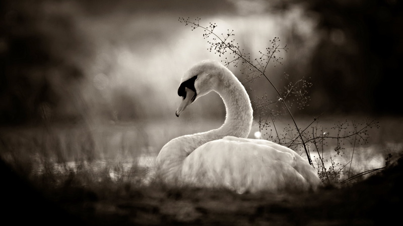 bird, swan  lake, fairytale, schwarz  weiss, canon, einem, teich, weiher, nature, neunkirchen, germany, grayscale, traum, swan, Dream within a dream, sea