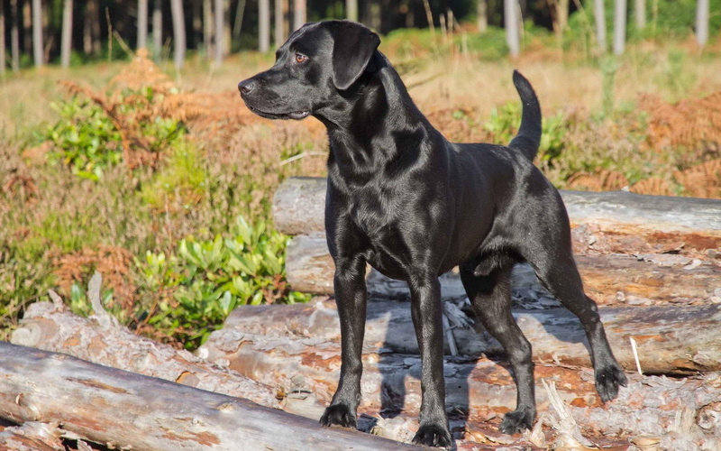 1080P, zwierzeta, animals, czarny, retriever, black, labrador