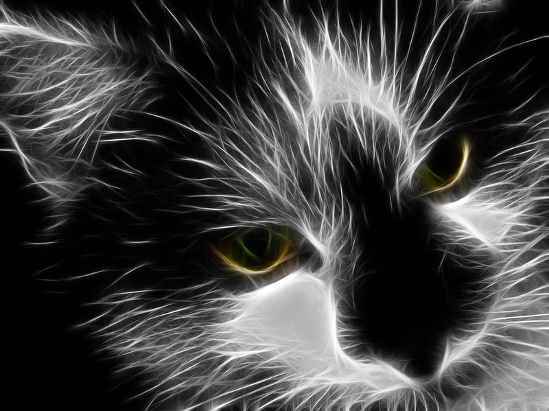 kot, czarny, 1080P, bialo, grafika, animals