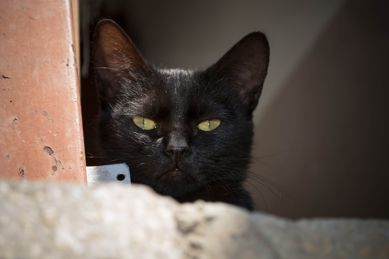 animal themes, portrait, whisker, adorable, mammal, domestic, vertebrate, cat, yellow eyes, 4K, domestic animals, domestic cat, black cat, gato, black color