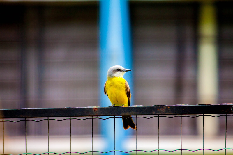 metal, railing, boundary, nature, no people, animal wildlife, perching, fence, brazil, brown, beautiful, one animal, looking, wild, animal themes, 4K