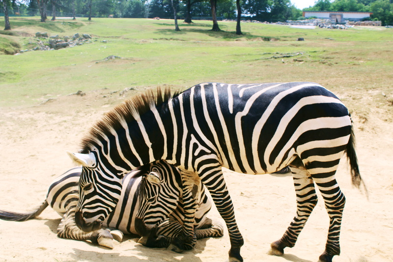 land, italy, group of animals, vertebrate, black and white, nature, zoo, day, 5K, safari, herbivorous, mammal, outdoors, animais, domestic animals, animals