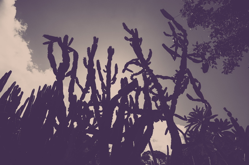 nature, cactus, monochrome, preto e branco, photography, tranquil scene, outdoors, brazil, day, cloud - sky, dusk, no people, sunset, plants, branch, agriculture