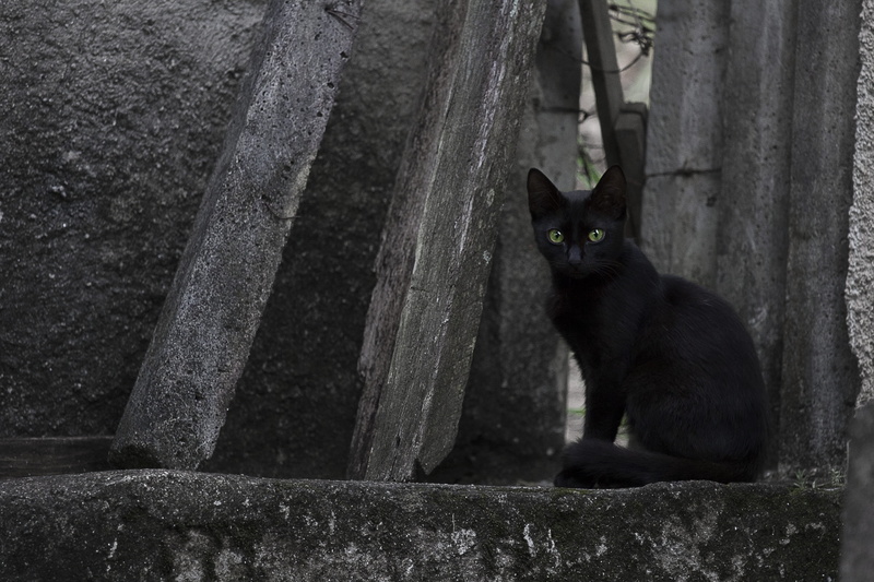 looking at camera, gato, tree, day, black, vertebrate, itu, sitting, preto, felino, eyes, plant, domestic, olhos, feline, whisker, mammal, one animal, black color