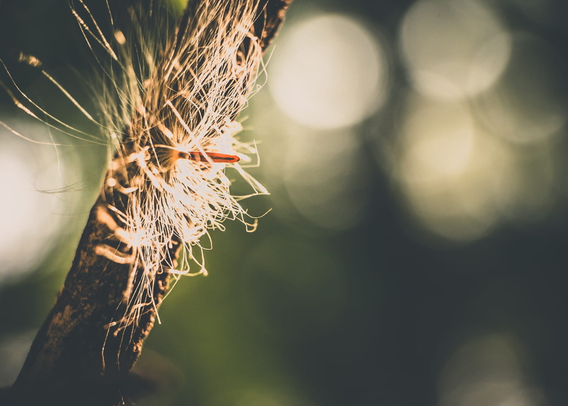 plant, selective focus, close-up, tree trunk, authorial, branch, spider web, growth, details, tree, no people, out, fragility, 1080P, focus on foreground