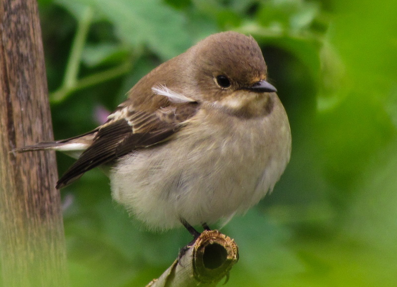 wildlife, beak, preto, short, animal, papa, ave, bird, brown, feather, flycatcher, Pied Flycatcher, nature, Ficedula hypoleuca, 2K, bird Watching, outdoors