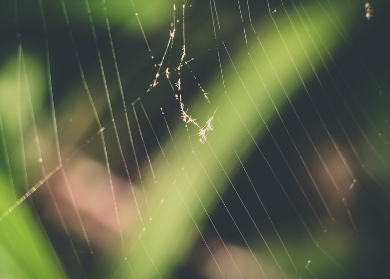 animals in the wild, selective focus, animal themes, spider, authorial, details, ribeirão preto, invertebrate, out, complexity, beauty in nature, 1080P