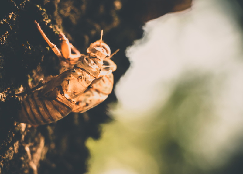 insect, authorial, close-up, out, plant, outdoors, day, one person, 1080P, nature, human body part, beauty in nature, details, animal, sunlight, ribeirão preto