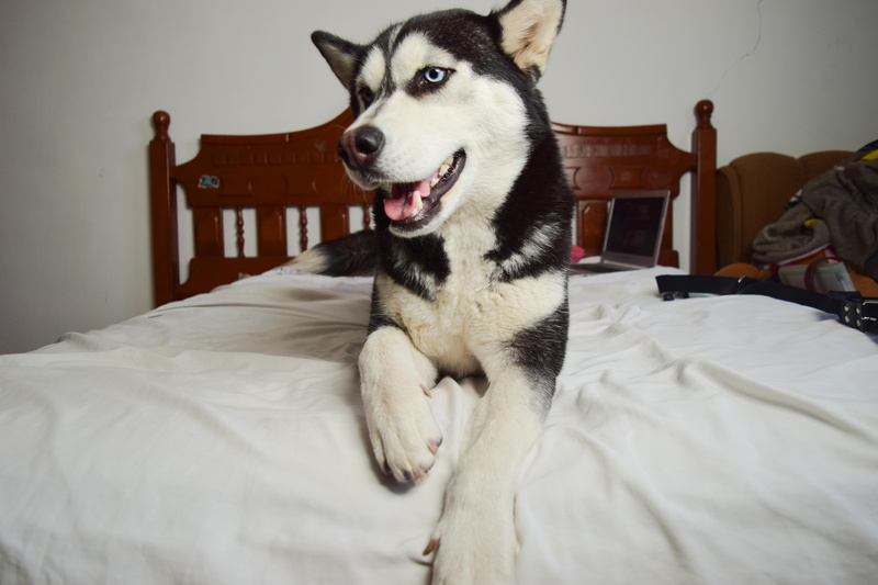 animal themes, duvet, mammal, domestic animals, purebred dog, paw, dog, indoors, looking away, 5K, eye, black, no people, domestic room, pet, pets, vertebrate