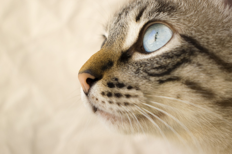 close-up, whisker, animal themes, domestic, mammal, shot, animal body part, domestic animal, domestic cat, animal head, romeo, ojo, pacto, domestic animals