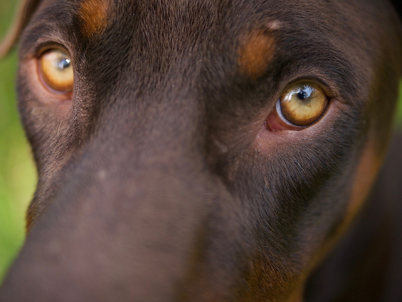 dogs, selective focus, furniture, vertebrate, animal eye, dog, close-up, pinscher, iris - eye, perro, pets, animal nose, looking at camera, puppie, canine