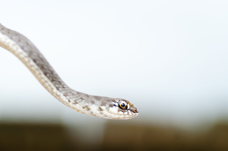 salvaje, slither, scale, reptile, carnivore, wild animal, brown, one Animal, serpent, wildlife, biology, hiss, eye, culebra, animale, animals In The Wild