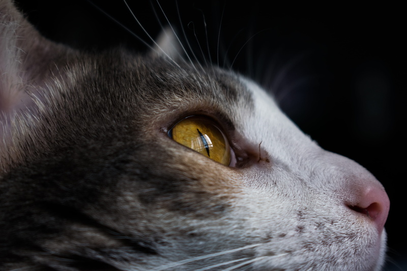 eye, animal body part, colombia, ojos, cat, looking away, animal nose, indoors, animal, animal head, pets, gatos, one animal, animal themes, black background
