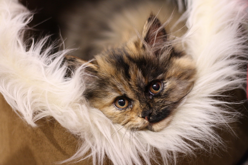 4K, fur, barcelona, persian cat, indoors, kitty, cats face, animal themes, multicolour, emotion, ojos marrones, looking at camera, peluche blanco, peludo
