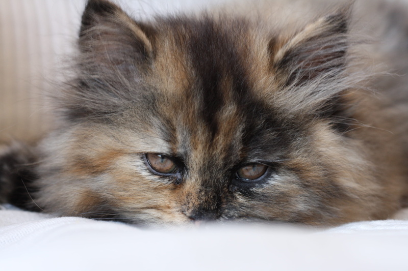 one animal, cat, beautiful face, mixed colours, domestic, domestic cat, spain, pelo jaspeado, no people, domestic animals, barcelona, feline, portrait