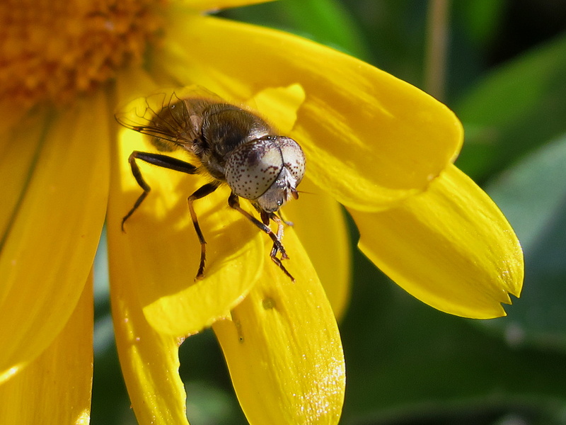 la, hoverfly, Mosca, Eristalinus aeneus, Syrphid fly, de, 2K, Syrphoidea, black, Diptera, Sphaerophoria  scripta, nature, cosmos, black fly, ojos, Insecta