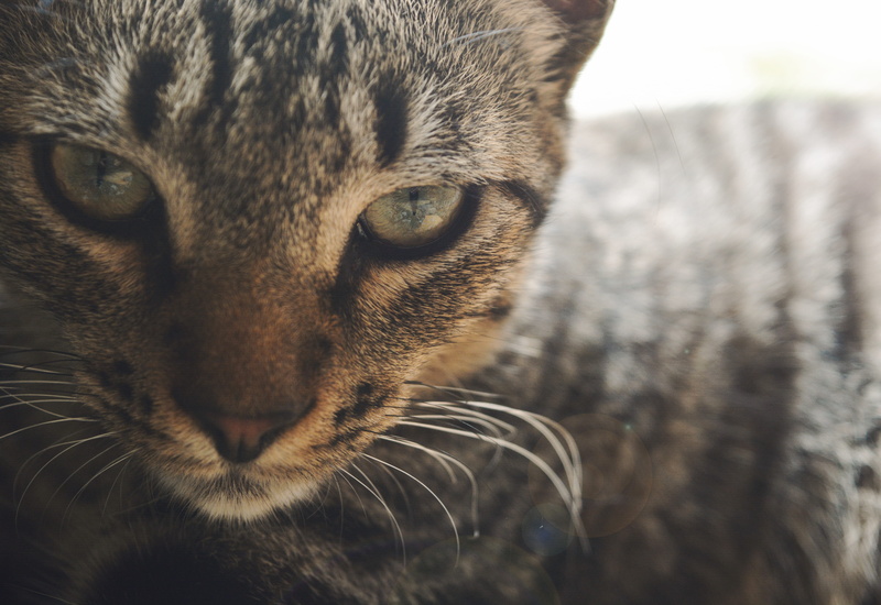 angry, tabby, ojos de gato, cats, lindo, animal body part, domestic animals, animal head, gatito, mammal, cat eye, pets, animal eye, gato, eye, cat eyes