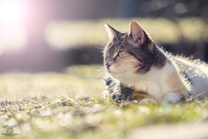 outdoors, rays, focus, lens, 1080P, kitten, domestic Cat, cute, domestic Animals, katze, animal, mammal, calico cat, photography, kitty, grass, feline