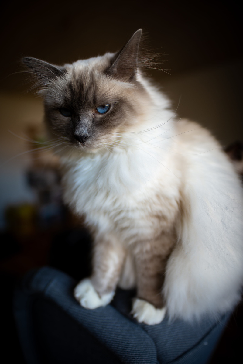 domestic animals, 5K, whisker, costume, close-up, cat, hand, abyssinian, kitten, siamese, animal eye, looking, pets, animal, domestic cat, angora, sitting