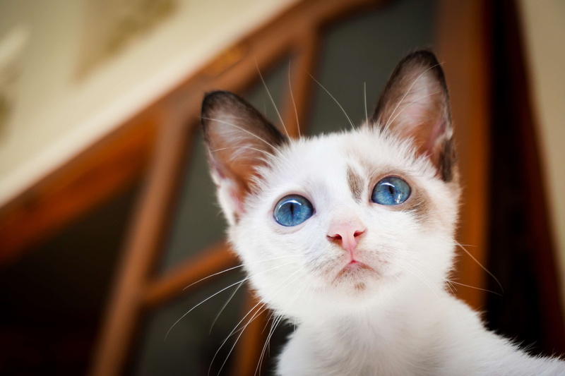 domestic cat, meong, pets, no people, domestic animals, white, adorable, portrait, focus on foreground, home interior, vertebrate, close-up, 4K, mammal
