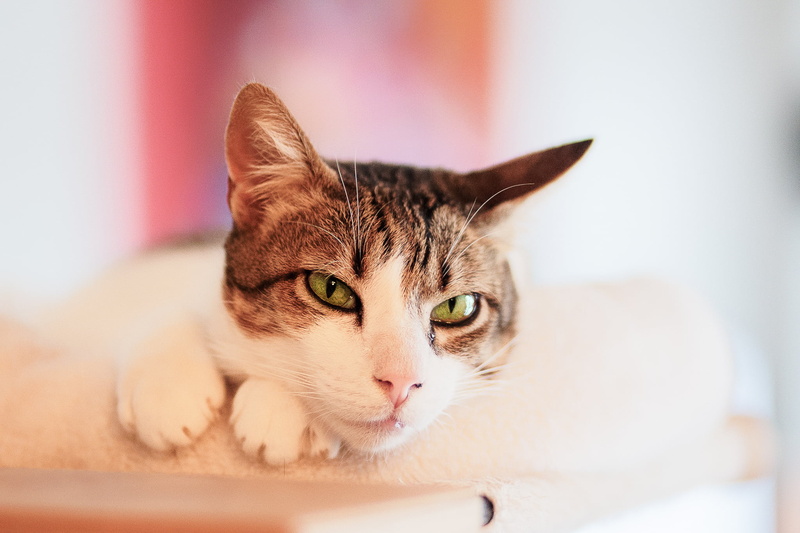 brown tabby, Deutschland, Katze, Baden-Württemberg, cat, pets, tabby, brown, tabby cat, animal, 1080P, Tiger, feline, domestic Animals, domestic Cat, focus