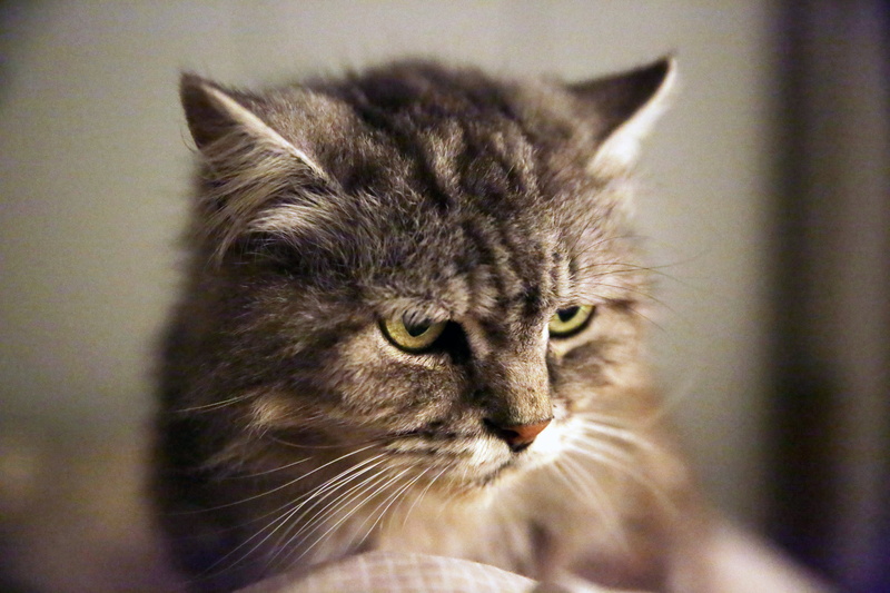 tabby, brown tabby, domestic Cat, photography, looking, Chat, cat, closeup photography, Europe, animal, Kater, pets, 5K, closeup, brown, cute, Montpellier