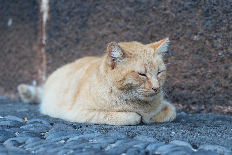 beauty, animal themes, pet, pets, backround, sitting, domestic animals, domestic, no people, one animal, lazy, 5K, animal, city, kitten, animal head, day