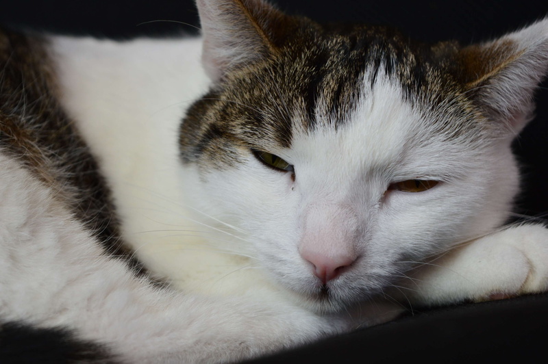 no people, animal body part, indoors, vertebrate, pets, minka, katze, domestic cat, domestic, cat, close-up, relaxation, feline, whisker, one animal, animal themes