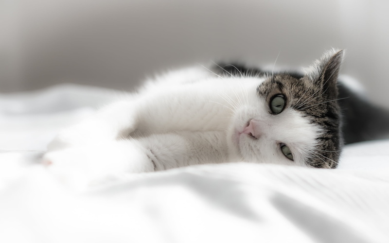 katze, domestic Animals, kitten, Pinky, textile, pets, 1080P, In memoriam, memory, love, mammal, im, sleeping, soulmate, laying, animal, cute, domestic Cat