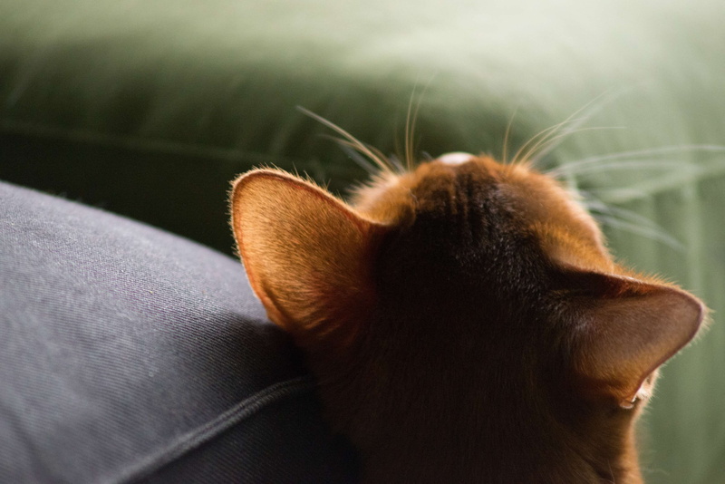 domestic, goyang i, gato, one animal, chat, cat, no people, focus on foreground, animal body part, whisker, animal head, close-up, katze, indoors, mao