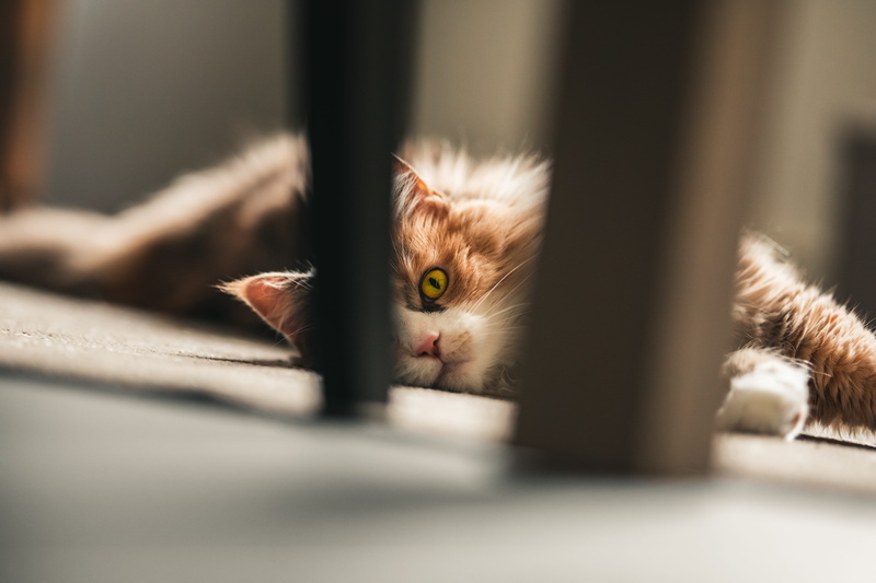 feline, 5K, focus, pets, whisker, sun, vertebrate, animal body part, animal eye, relaxation, katze, light, eye, one animal, domestic cat, day, looking at camera