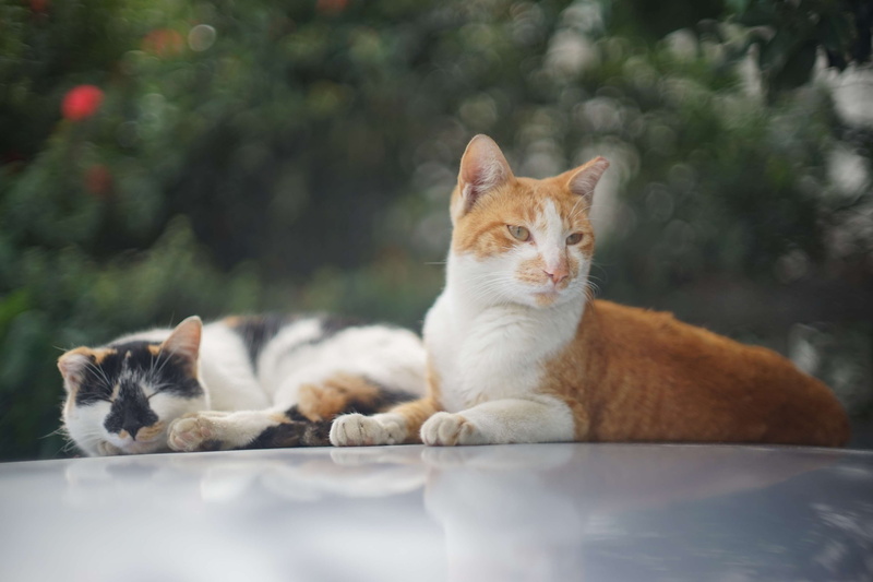 katz, looking at camera, take a rest, day, relaxation, animal themes, pets, portrait, no people, animal, ginger cat, animal wildlife, selective focus, animal in the city