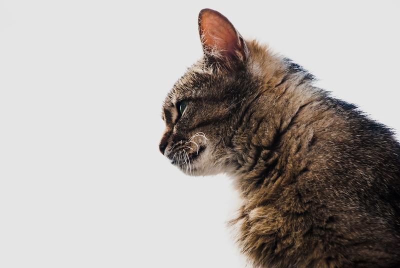 animal themes, close-up, 4K, cat, indoors, domestic, feline, Katze, one animal, vertebrate, animal head, no people, domestic cat, looking, Natur, tabby