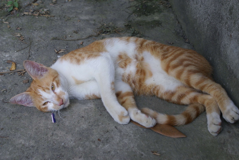 laying, domestic, cat face, lying down, feline, no people, eyes closed, sleeping, funny cat, vertebrate, animal wildlife, pets, cat, ginger cat, animal in the city