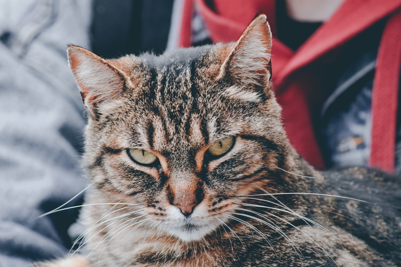 relaxation, animal, manx, animal eye, domestic, wildlife, katz, aquatic, tabby, pets, cat, close-up, feline, water, vertebrate, portrait, siamese, kitten
