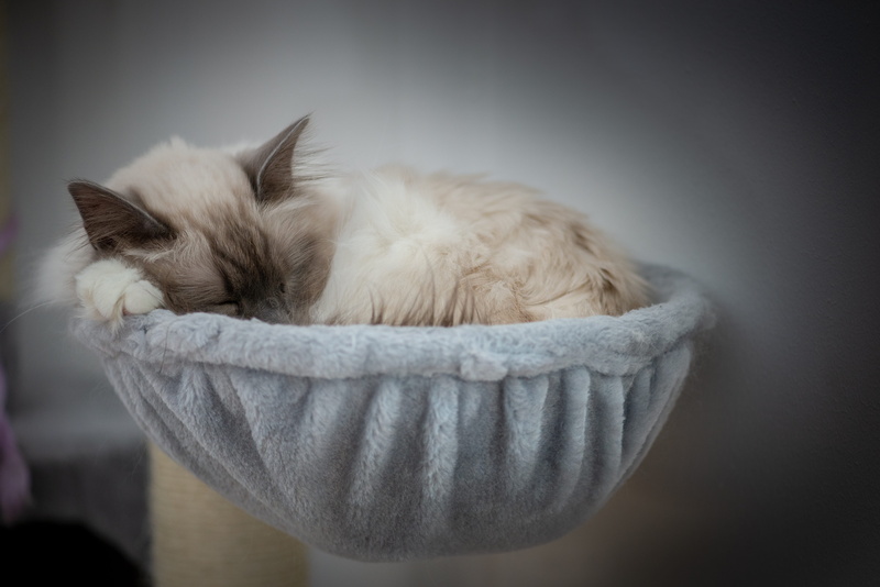 körbchen, mammal, rasse, asleep, cat, animal themes, domestic cat, one animal, wood, vertebrate, close-up, domestic animals, kitten, siamese, heilige birma