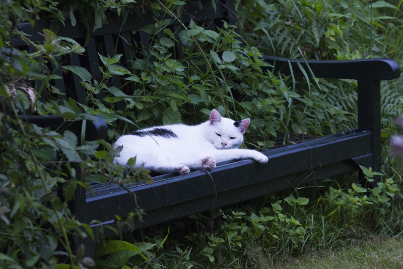 domestic cat, plant, grass, mammal, relaxation, domestic, 2K, leaf, outdoors, cat, one animal, no people, pets, growth, animal, animals, whisker, domestic animals