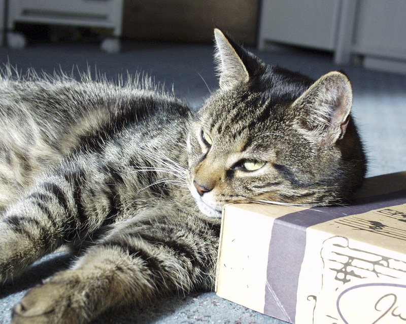 home interior, 1080P, pets, whisker, domestic Cat, portrait, cat face, cute cat, katze, kitten, lazy, tabby, animal themes, close-up, indoors, resting