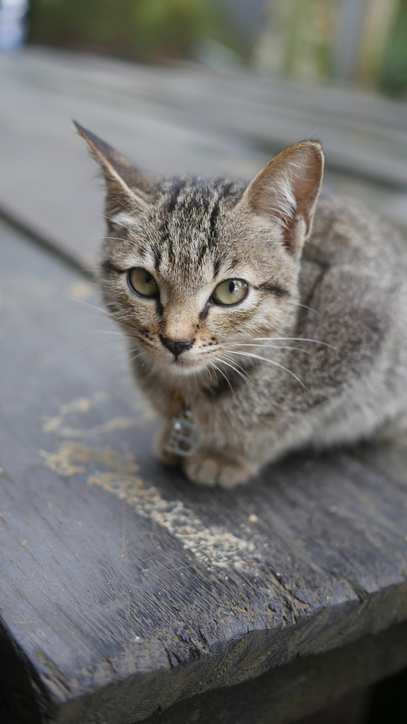 day, Kitten, Feline, focus on foreground, grey cat, Cat, Pet, 4K, relaxation, european, no people, looking at camera, pets, katze, one animal, domestic