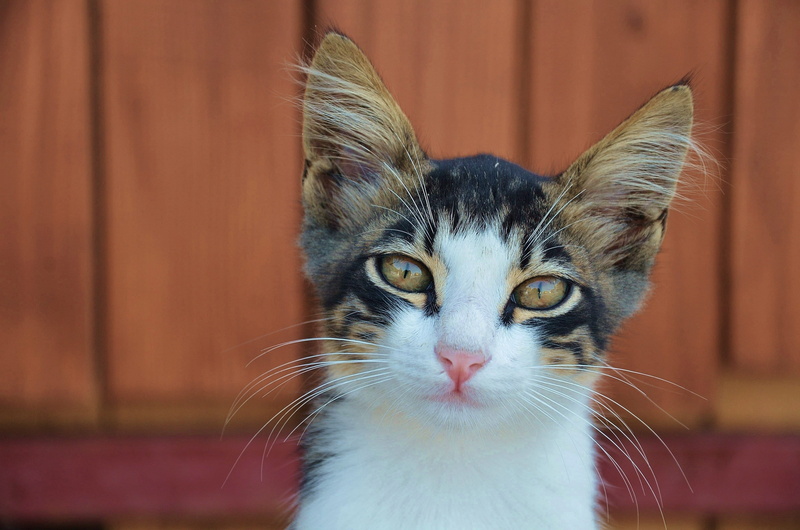 domestic, portrait, focus on foreground, animal, fur, animals, macro, closeup, no people, animal head, whisker, kitten, lovely, black cat, domestic cat