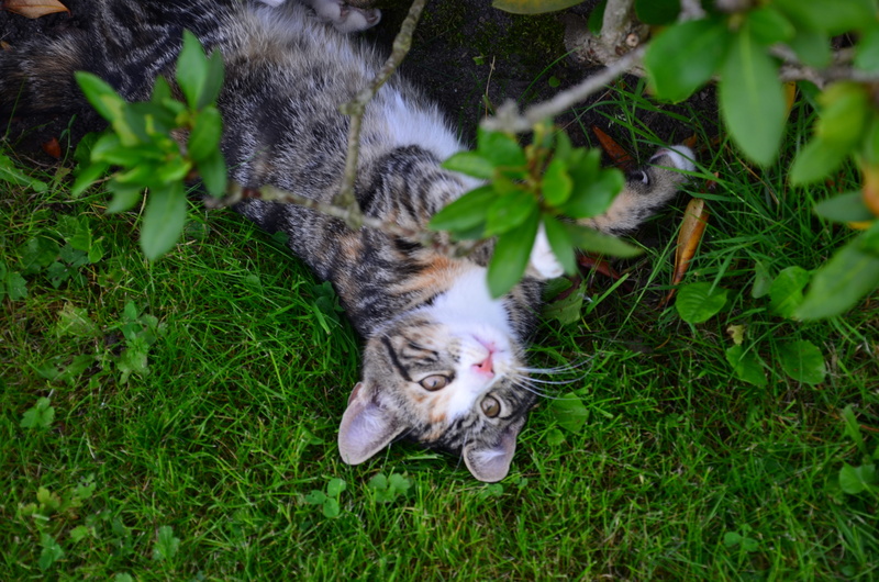 4K, animal themes, nature, green color, garden, one animal, tiger, whisker, domestic, germany, green, mammal, feline, tabby, cat, domestic animals, fell